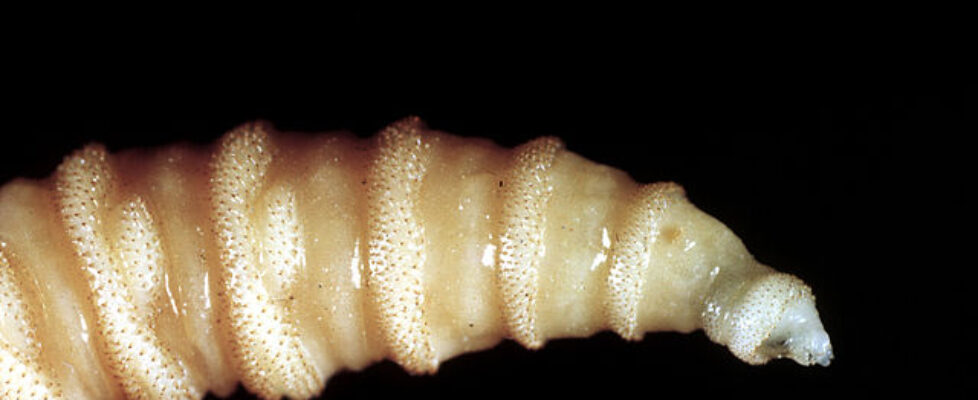 Flesh-eating flies are eating their way through Mexico, CDC warns