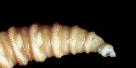 Screwworms in US: Human risk is low—but they can burrow through your skull